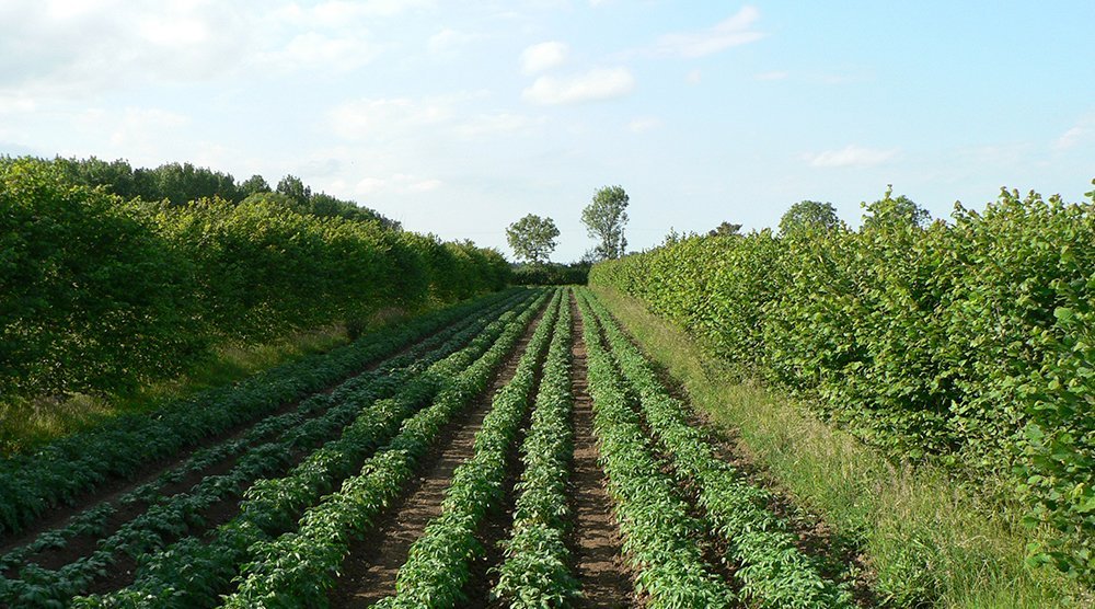 Агроўрмончилик (Agroforestry)да Италия давлати тажрибаси