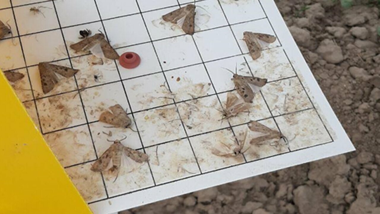 Agrobiotsenozda uchraydigan “lepidoptera” turkumining asosiy vakillarini